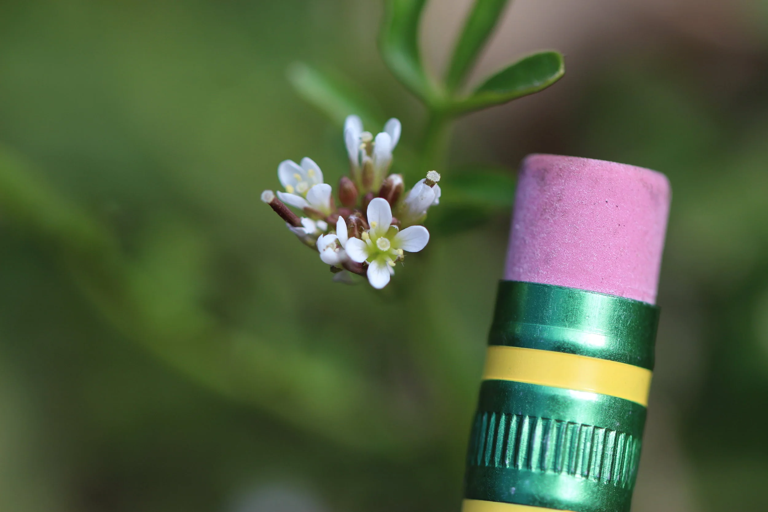 flower-pencil.JPG