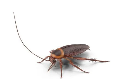 The Bug Doctor Pest Control