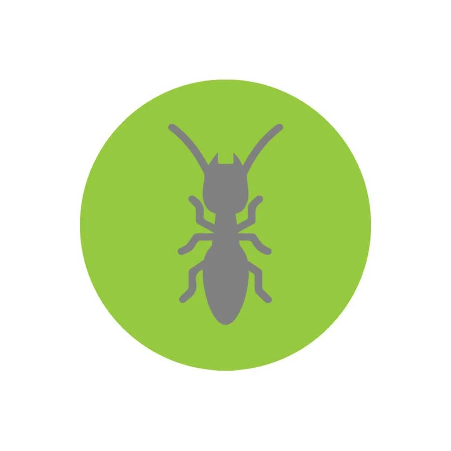 Termites
