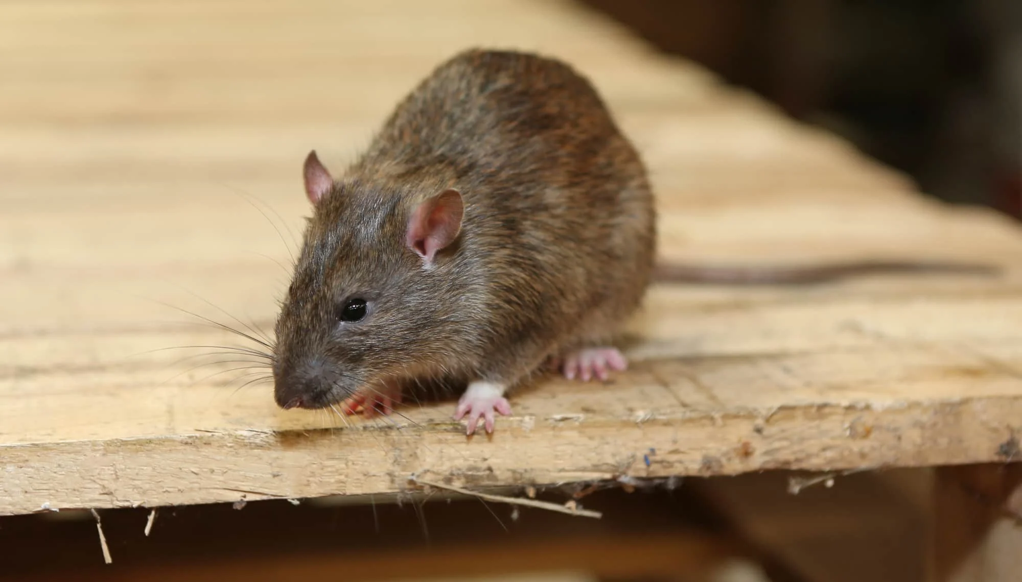 rat-smell-feature.jpg