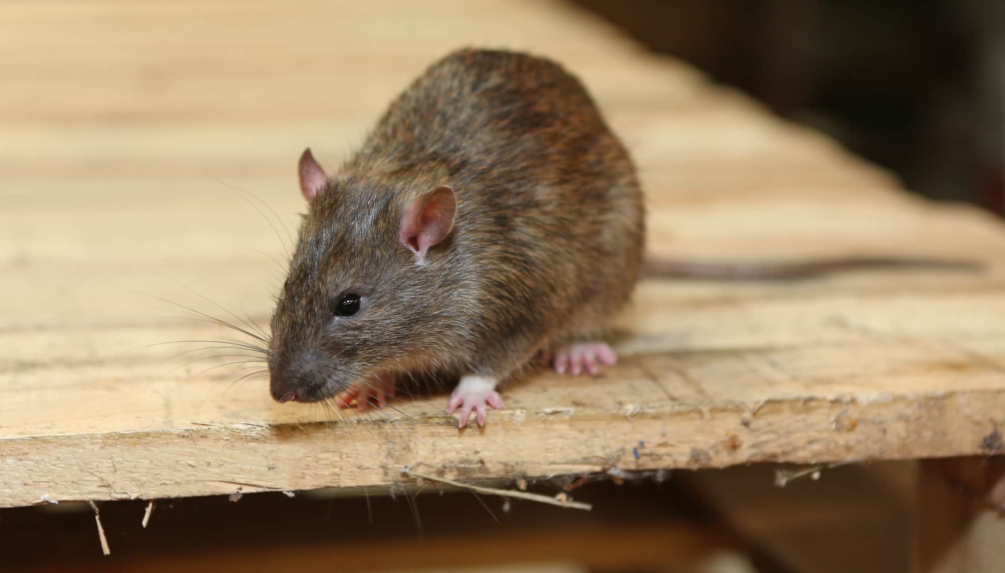 Rats Aren't Smarter Than Mice and That Actually Matters - The Atlantic