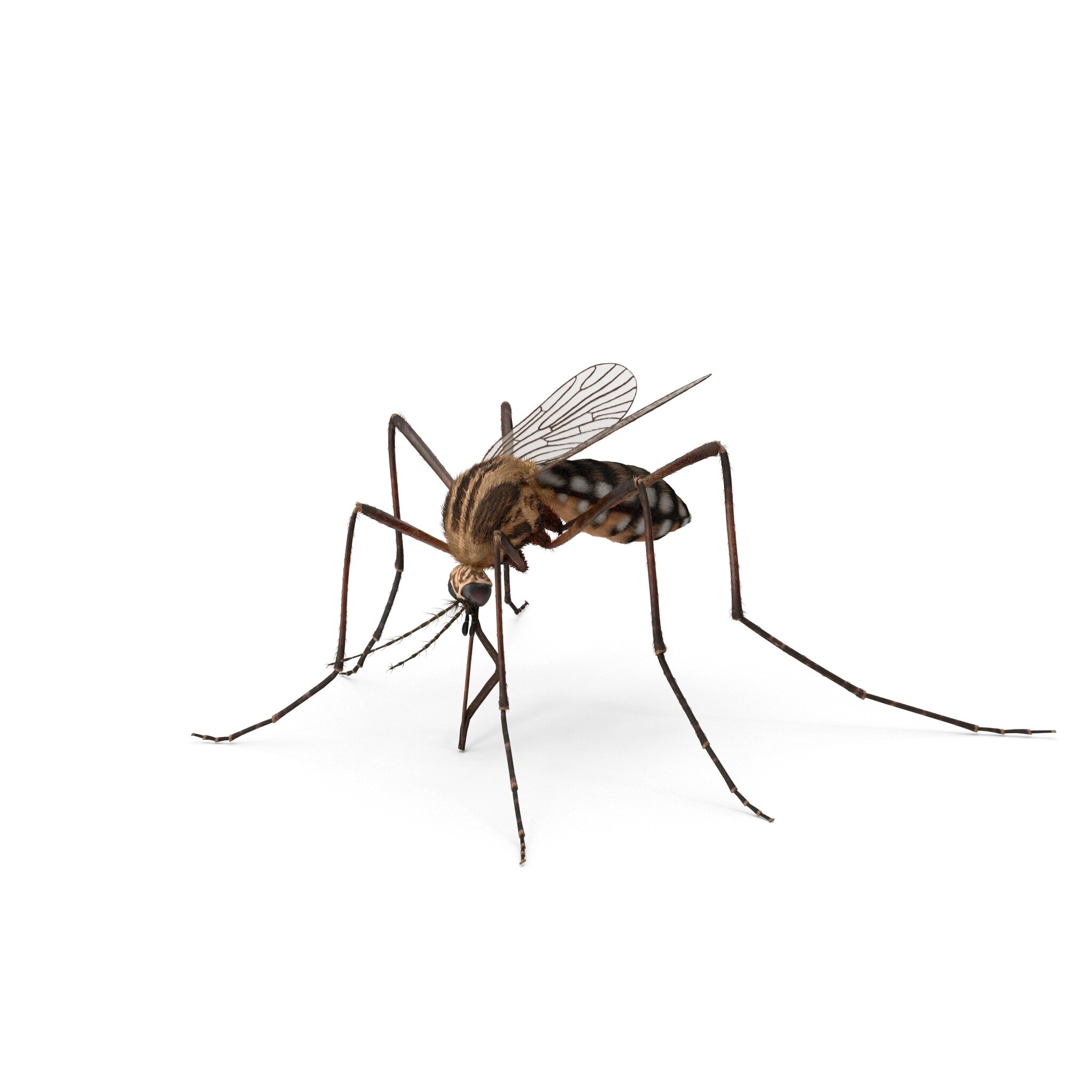 蚊子.h03.2k.jpg.