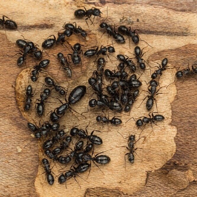识别carpenter-ant-queens.jpg