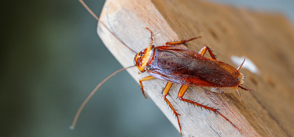 cockroach-in-florida-home.png