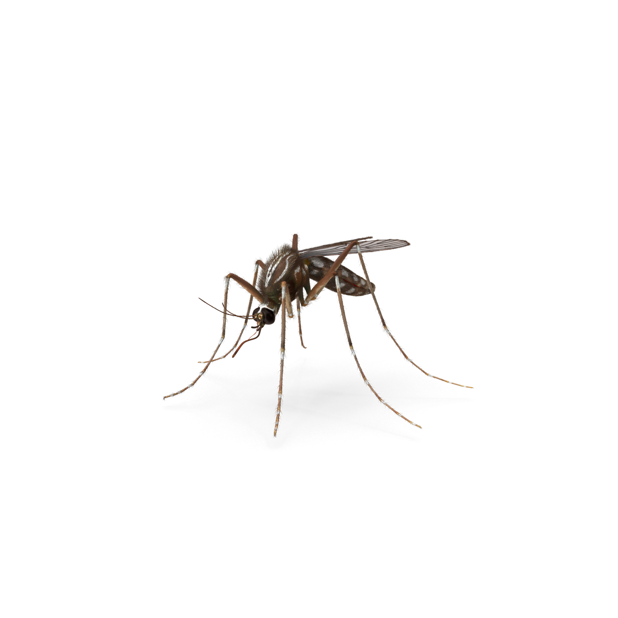 Mosquito Control Outdoor Mosquito Treatment Services, FL