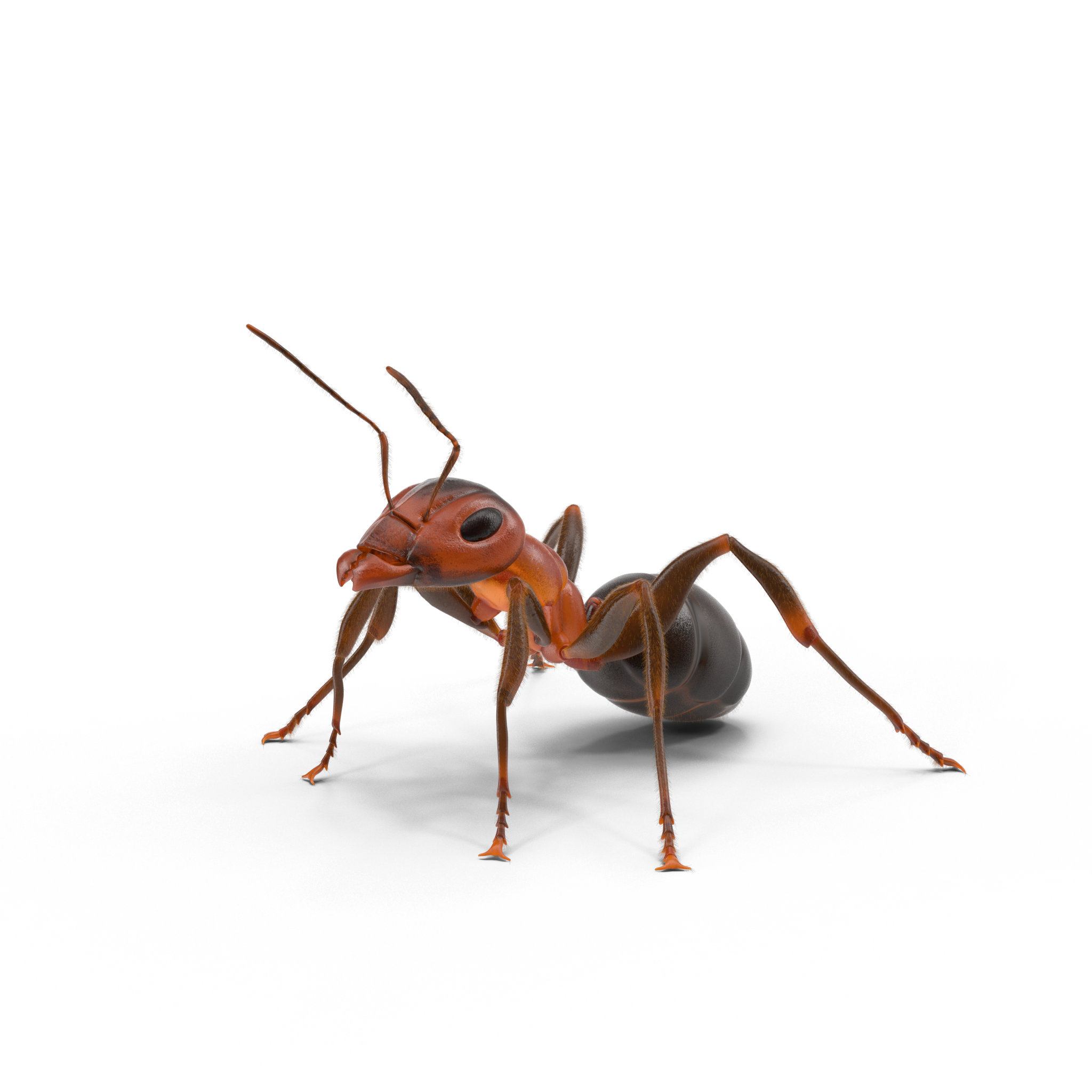 Ant.h03.2k（1）.png