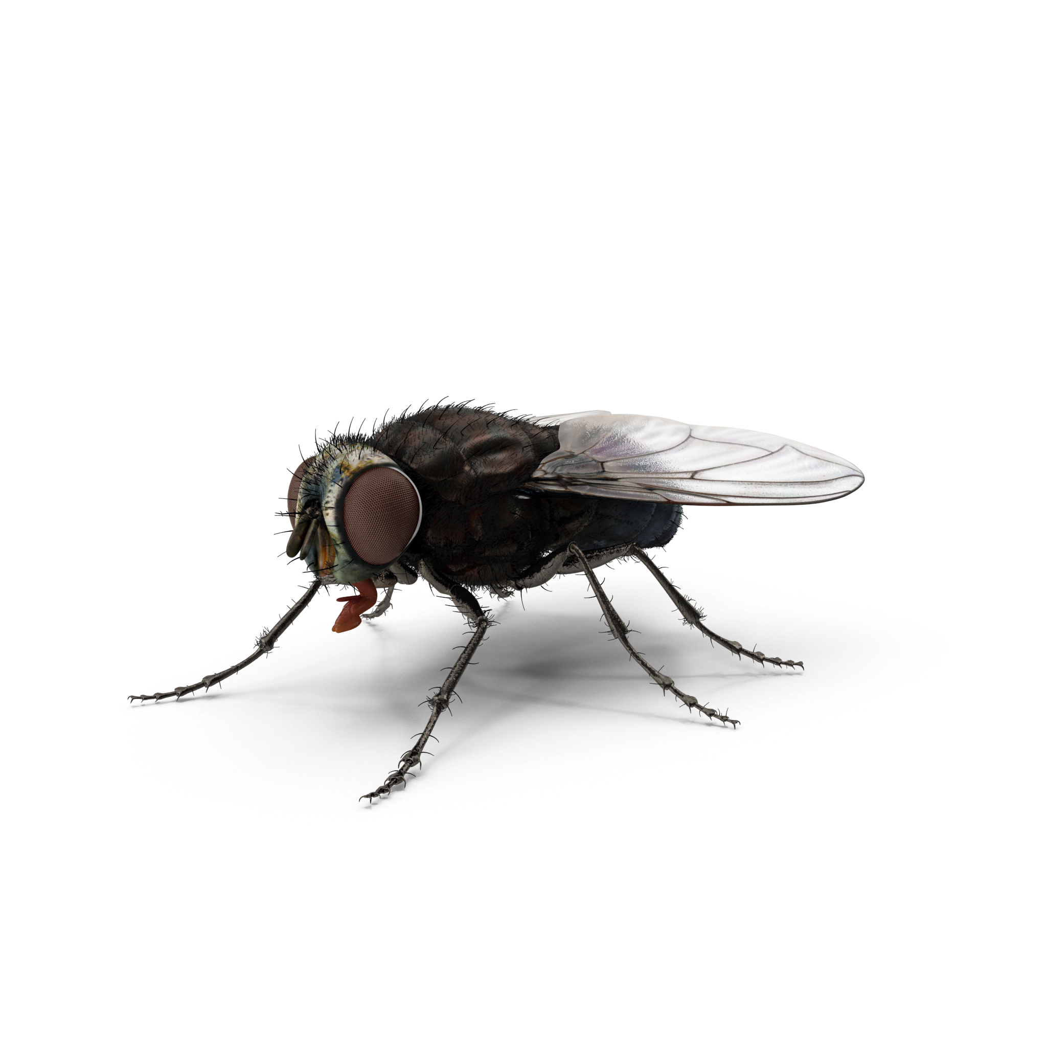 fly.h03.2k.png.