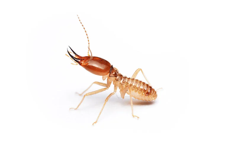 Termites - Pest Library