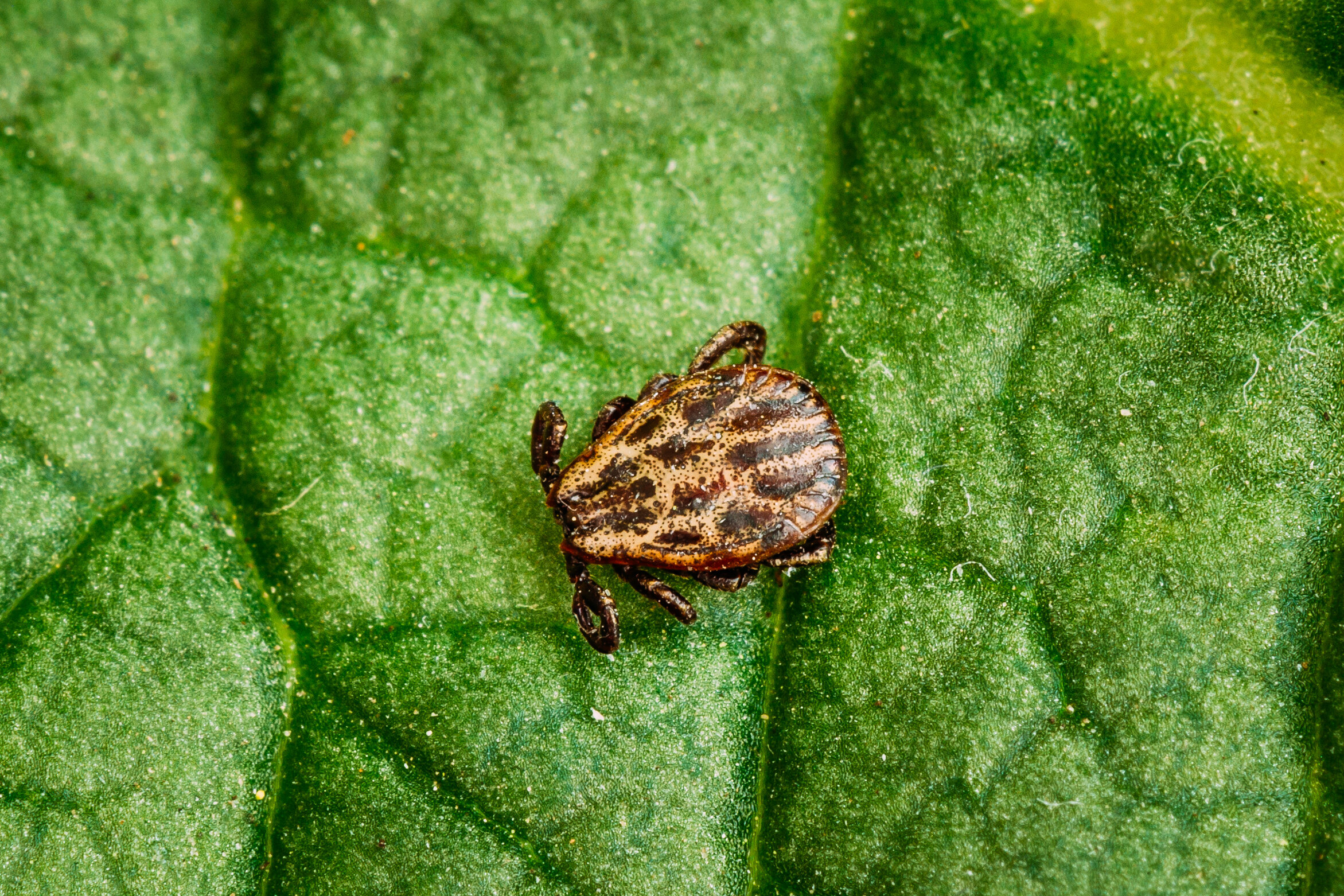 dermacentor-reticulatus-on-green-leaf-also-known-TMLFK2N.jpg