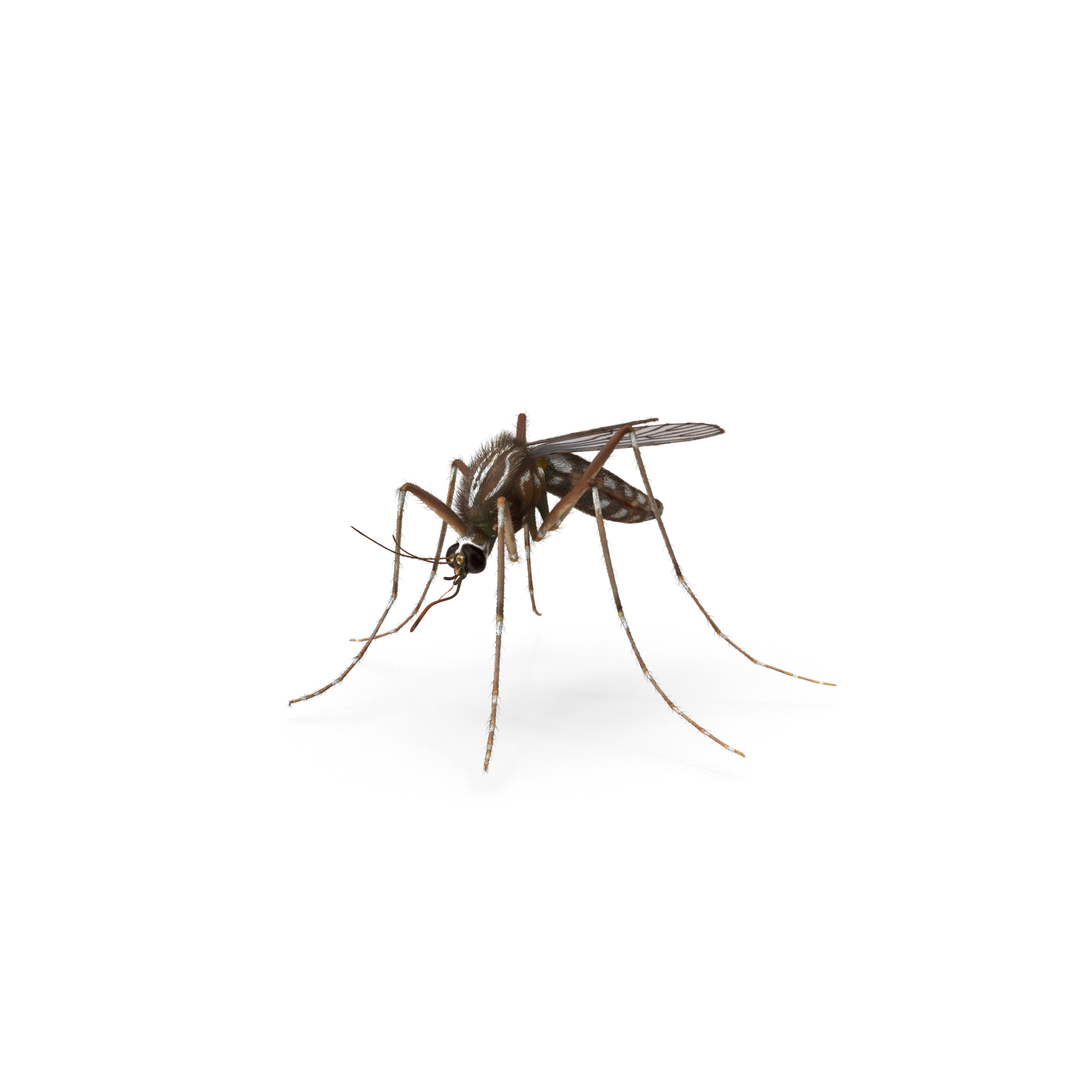 蚊子.H03.2K（1）.png