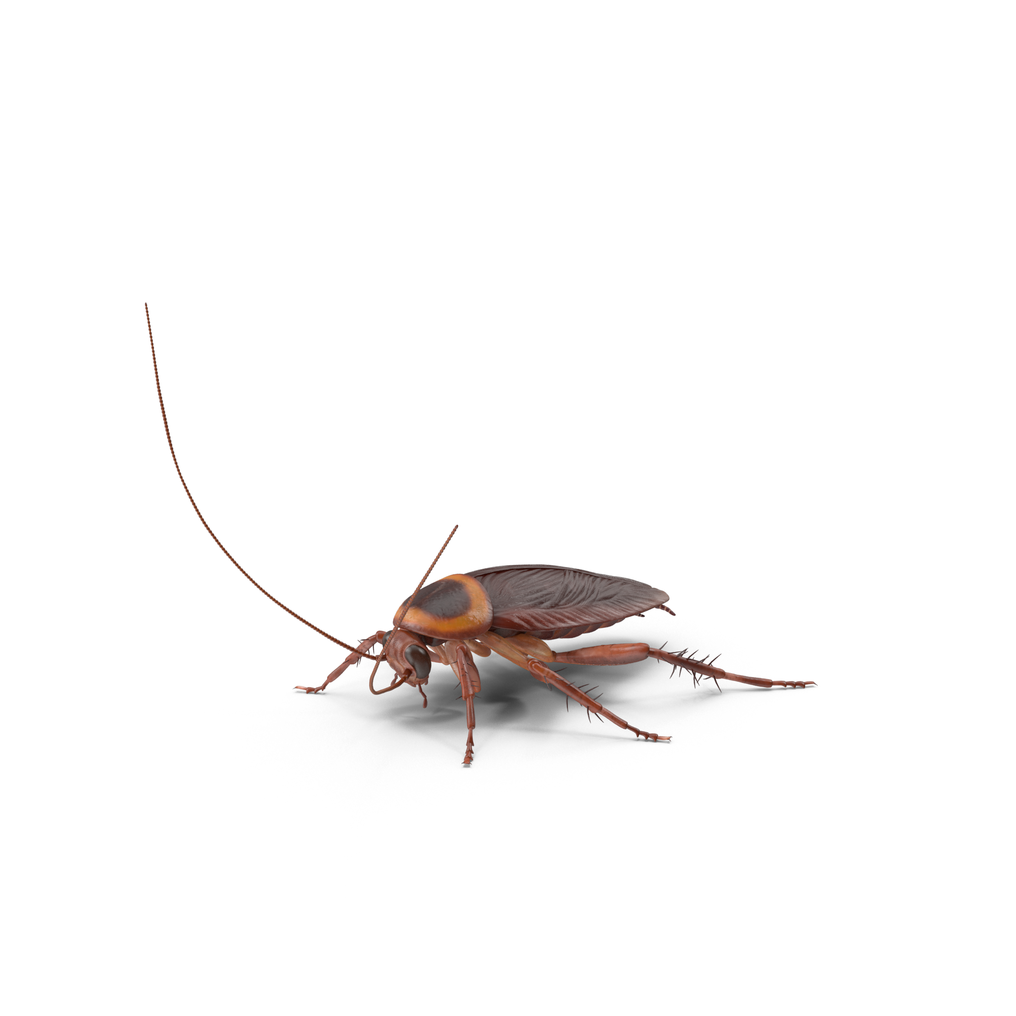 Cockroach.h03.2k.png.