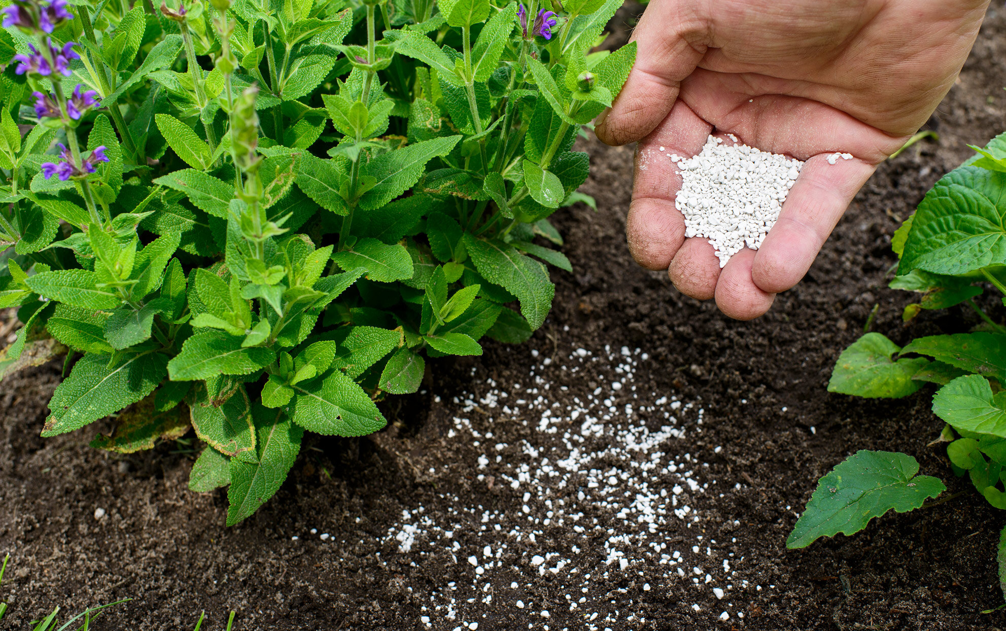 Clements提供广泛的OMRI认证，有机杀虫剂和除草剂。我们还提供有机基础的肥料，以提高土壤营养。