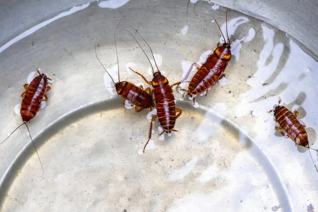 Brownbanded Cockroaches in Florida Homes: What You Need to Know and How to Get Rid of Them