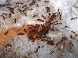ants.jpg