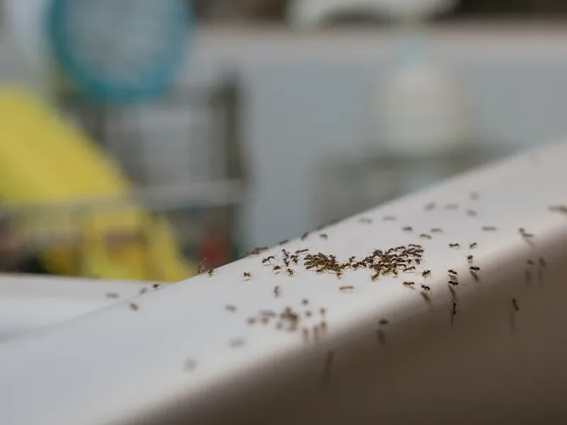 ants-on-kitchen-sink.webp