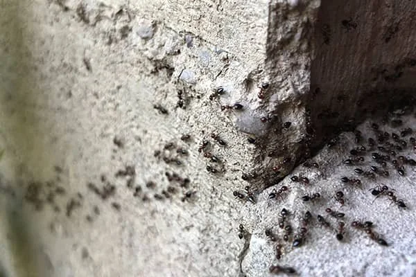 ants-on-foundation.2402152230550.jpg