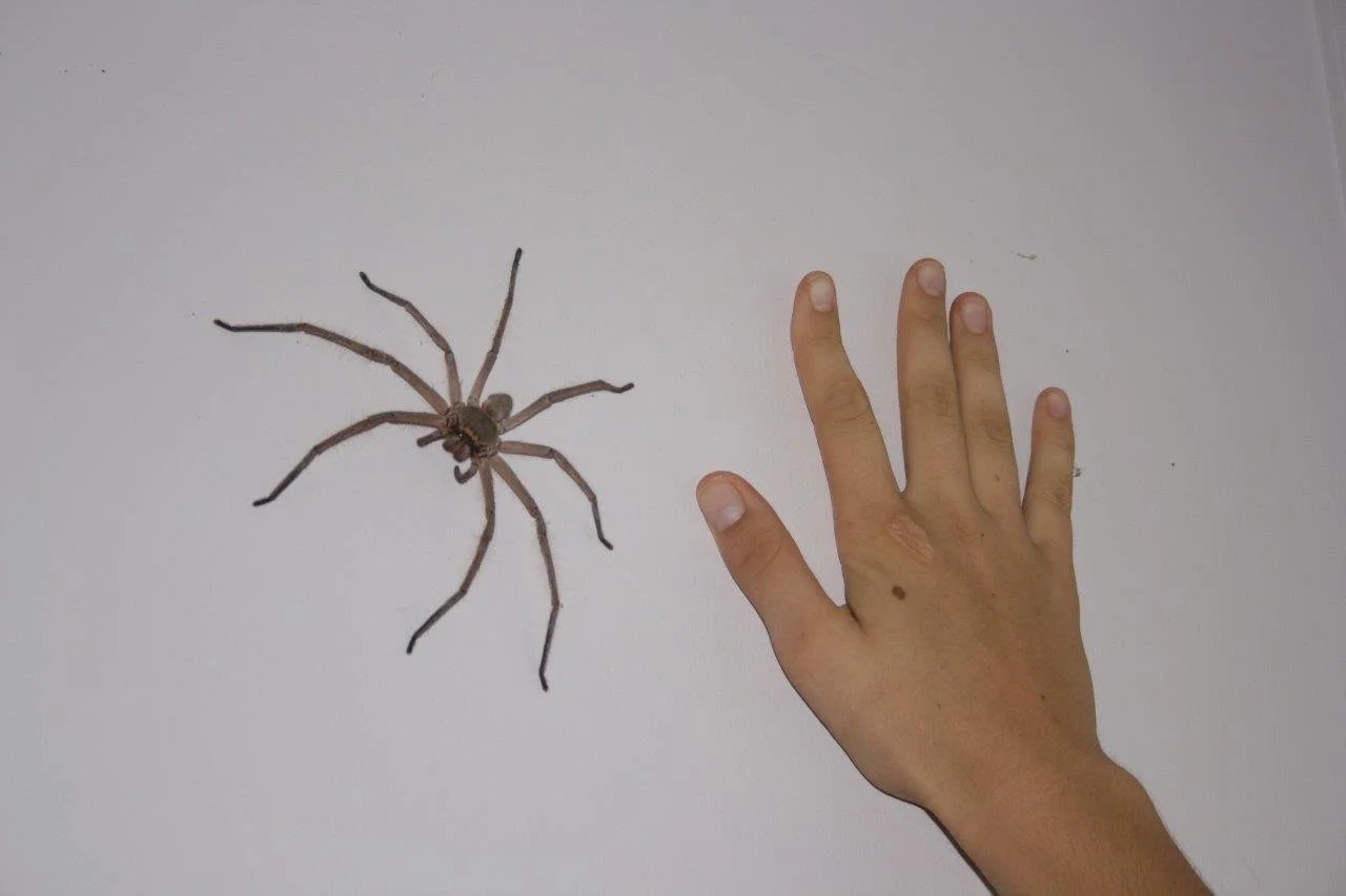 huntsman-spider-3.jpg
