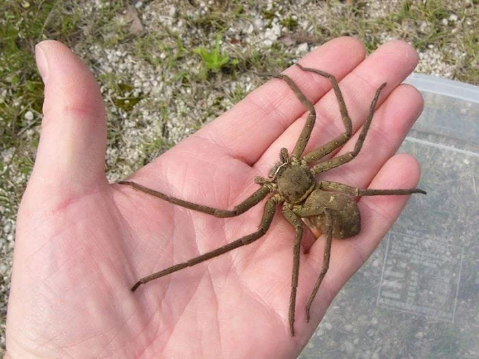 huntsman-spider-4.jpg