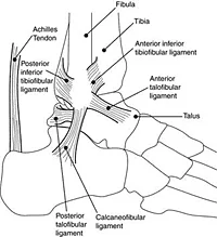 sports medicine foot doctor podiatrist florida clearwater tampa st petersburgh