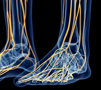 42587841_S_nerves_feet.png