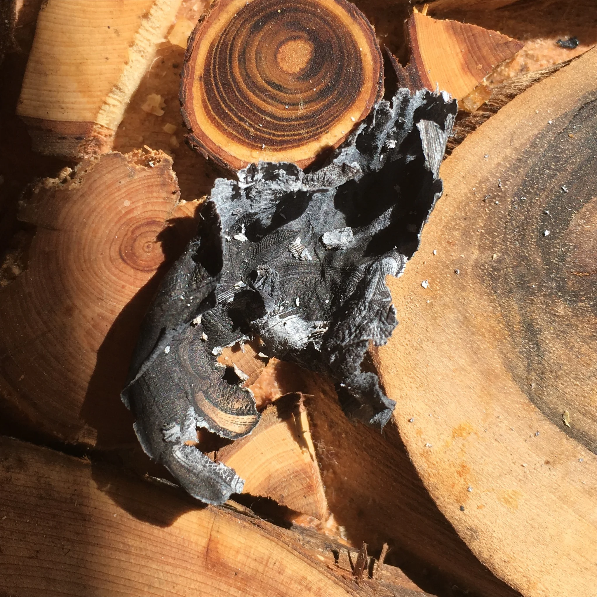 Copy of IMG_0080.JPG