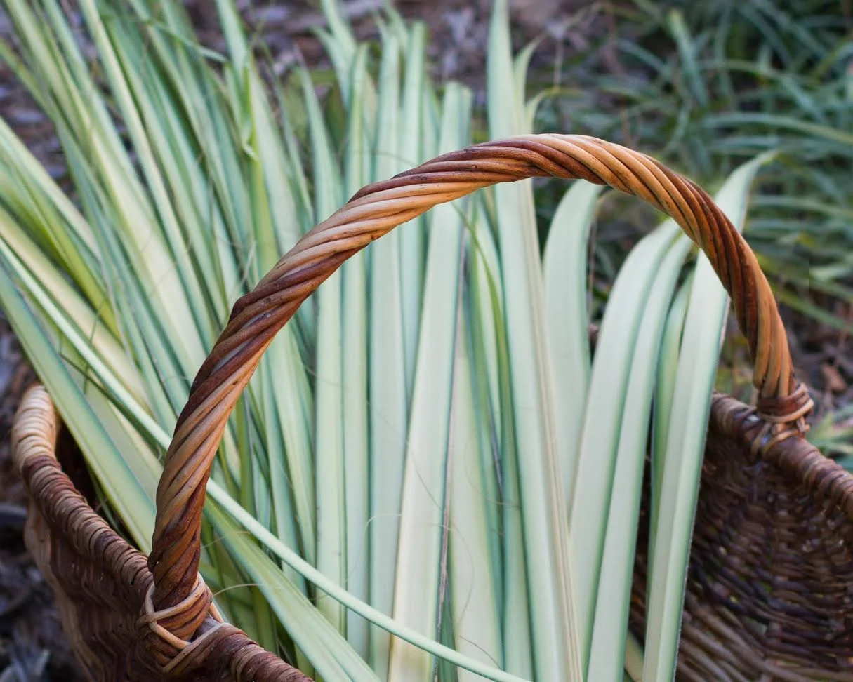 palms.jpg