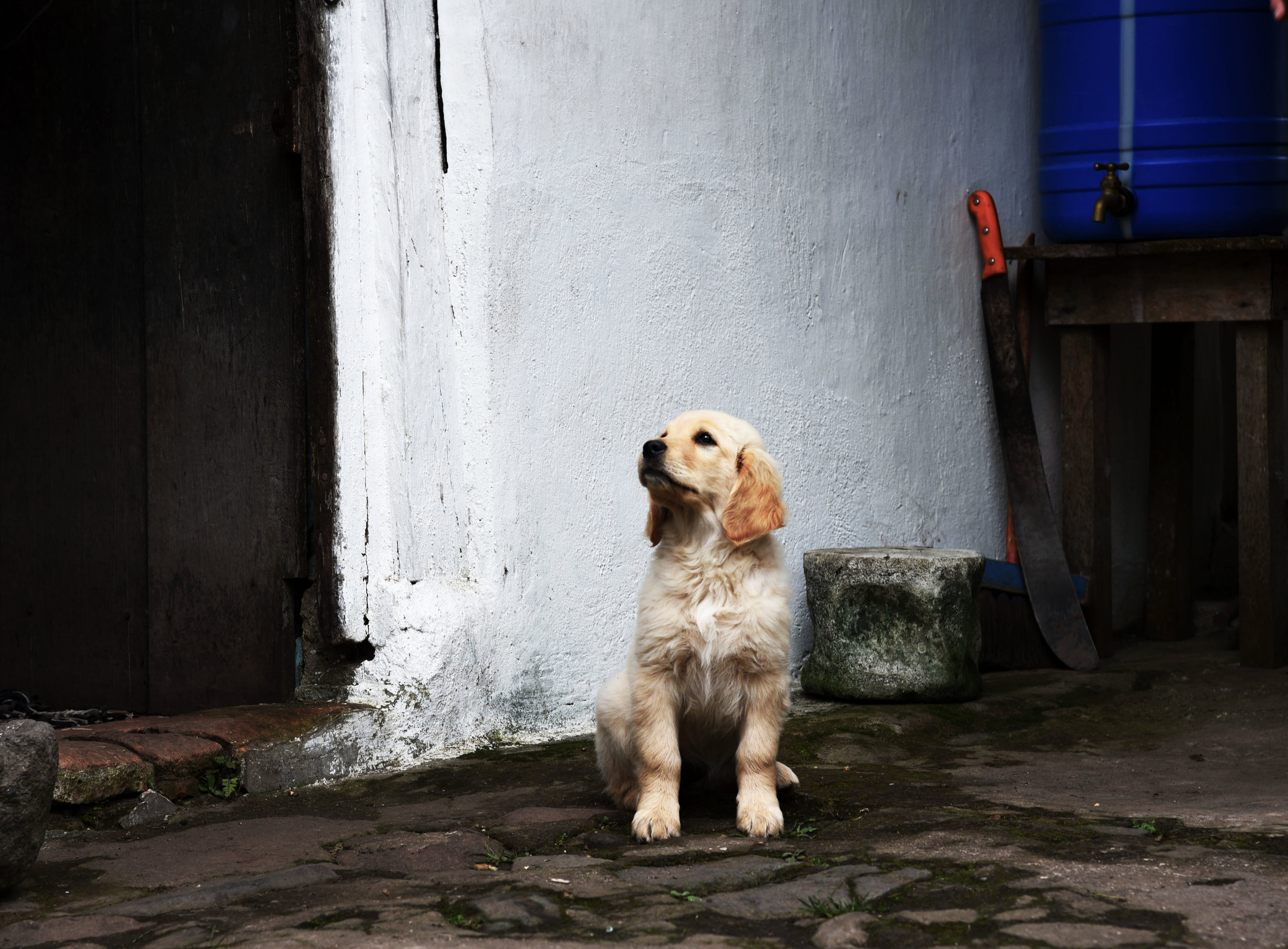 Cachorro del Bosque Nublado//Puppy of the Cloud Forest