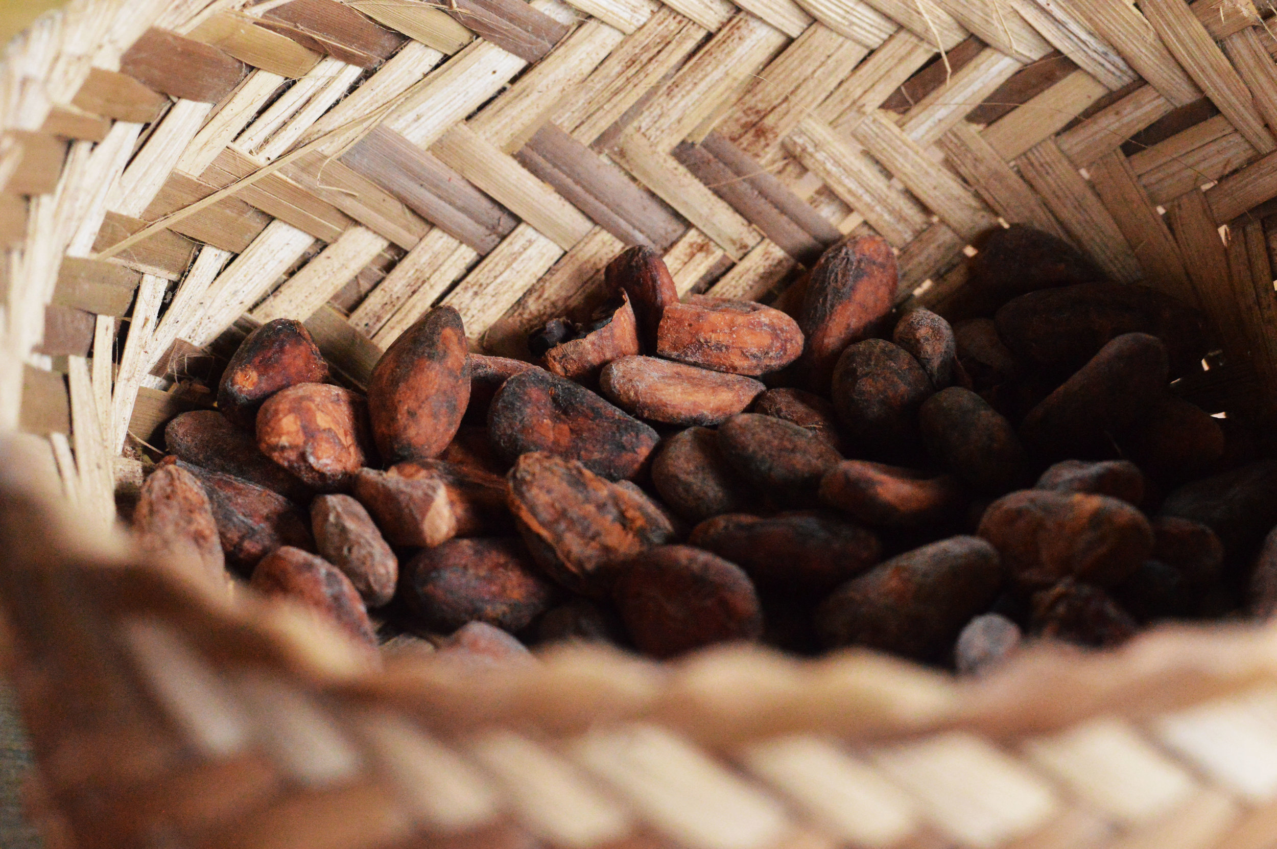 Cacao, Mindo, Ecuador