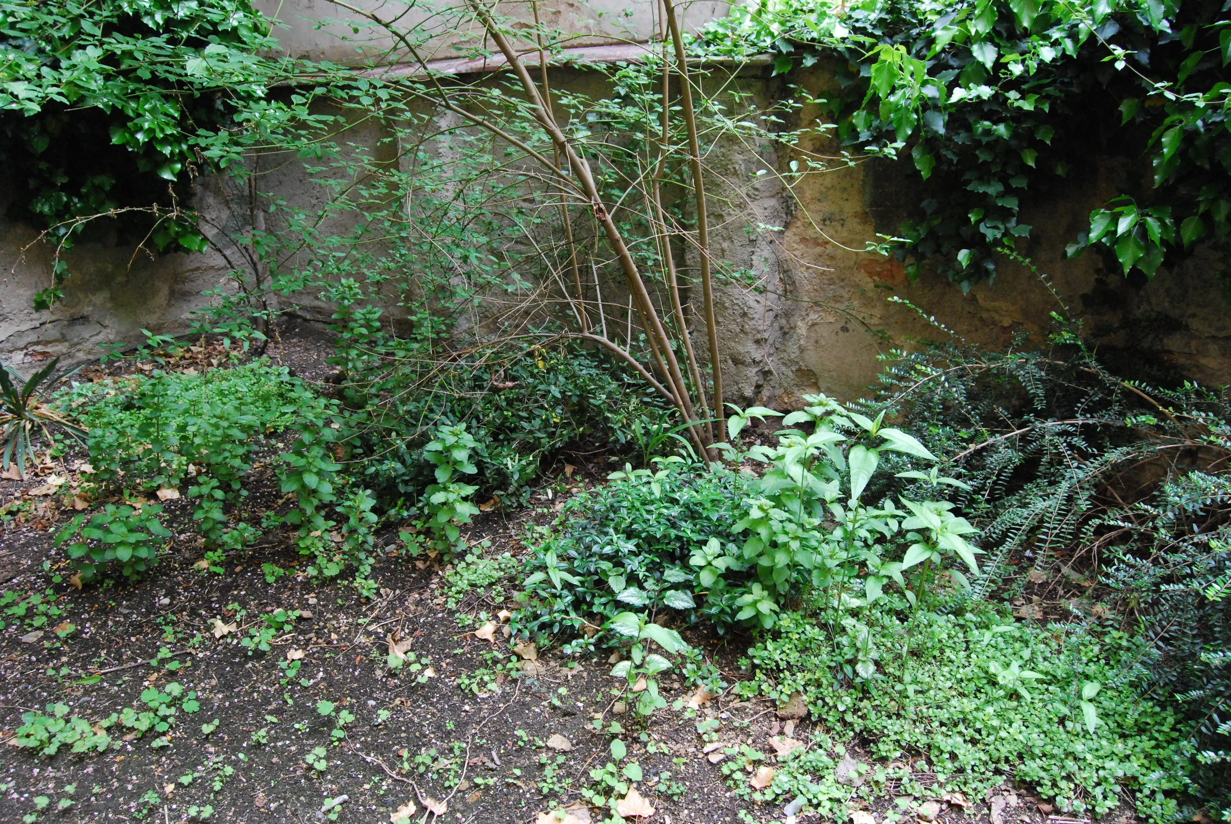 DSC_4384.JPG