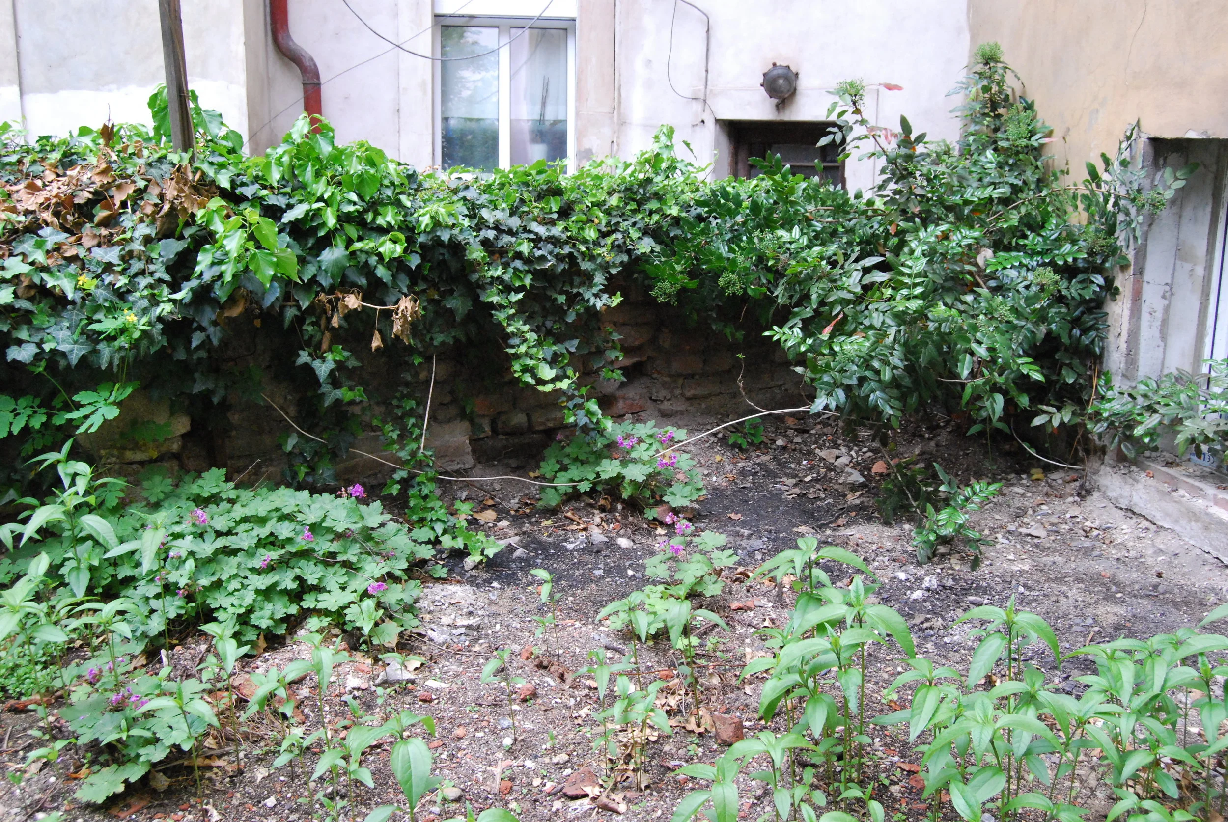 DSC_4389.JPG