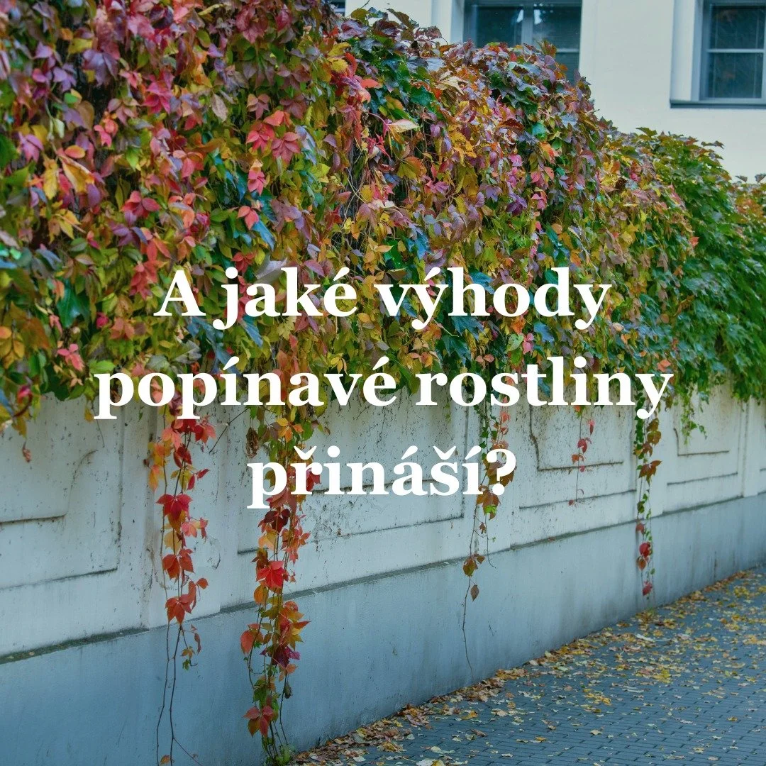 🌿 Pop&iacute;navky &ndash; zelen&aacute; o&aacute;za pro du&scaron;i i oči 💚

V&iacute;te, že zeleň dok&aacute;že v&iacute;c než jen zkr&aacute;&scaron;lit okol&iacute;? M&aacute; př&iacute;m&yacute; vliv na na&scaron;i psychiku a pohodu. A pop&iac
