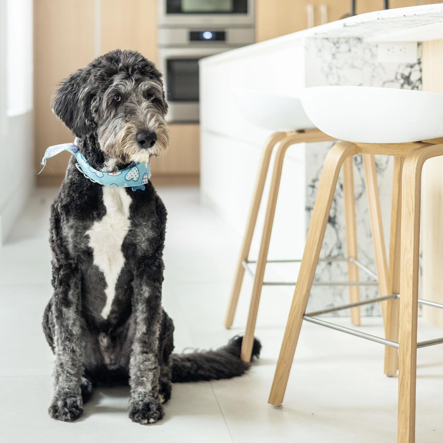 👀 that look! 

This good boy is enjoying his new kitchen at #melloprojectrivermill 

Also this photoshoot clearly unravelled into a dog photoshoot 🤷🏼&zwj;♀️😆