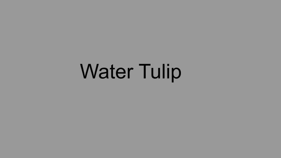 watertulip.jpg