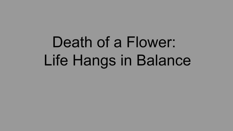 deathofaflowerlifehangsinbalance.jpg