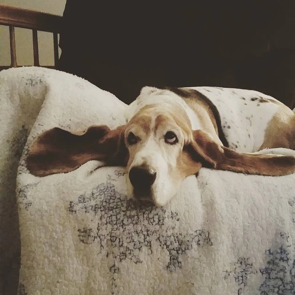 Contact — Minnesota Basset Rescue