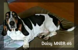 Daisy #6.jpg