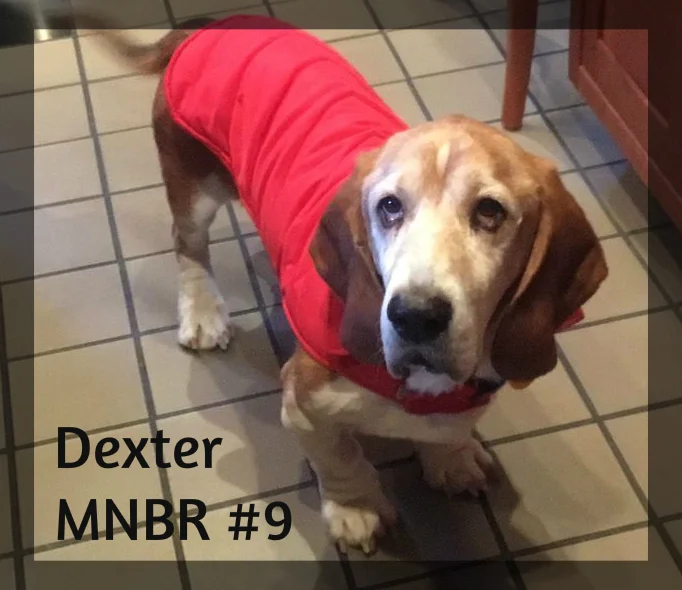 Dexter #9 Adopted.jpg