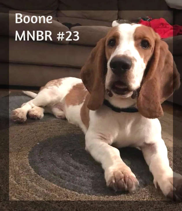 Boone Adopted.jpg