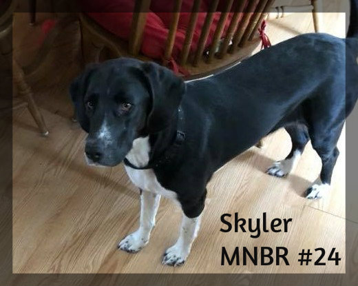 Skyler Adopted.jpg