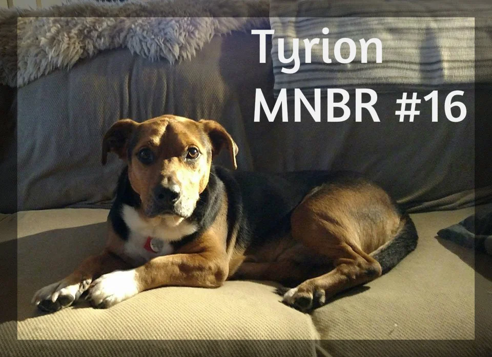 Tyrion #16 adopted.jpg