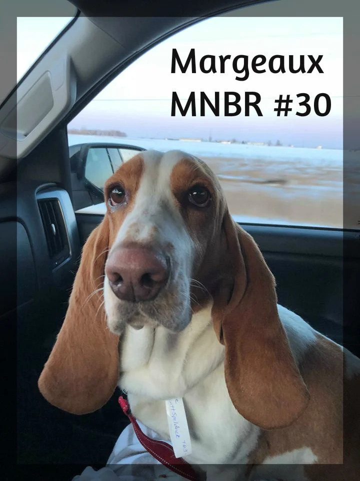Marg 2 adopted.jpg