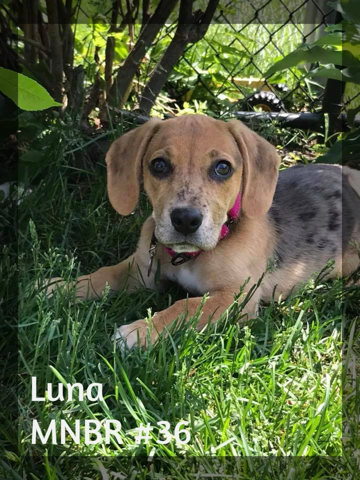Luna adopted.jpg