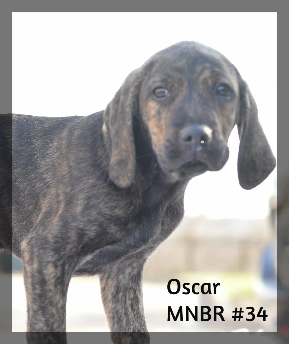 #34 Oscar ADOPTED.jpg