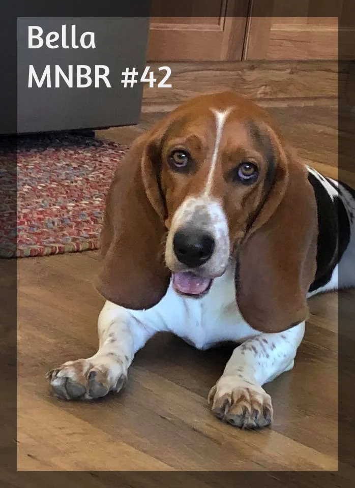 Bella Adopted.jpg