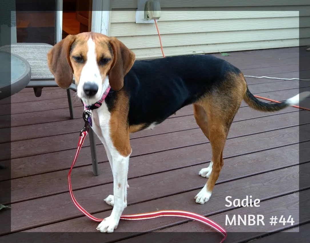 Sadie adopted.jpg