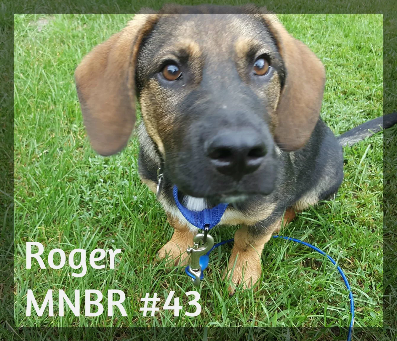 Roger adopted.jpg