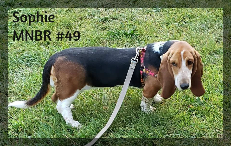 Sophie Adopted .jpg