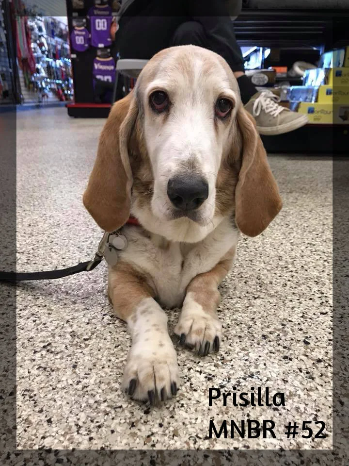 Priscilla Adopted #52.jpg