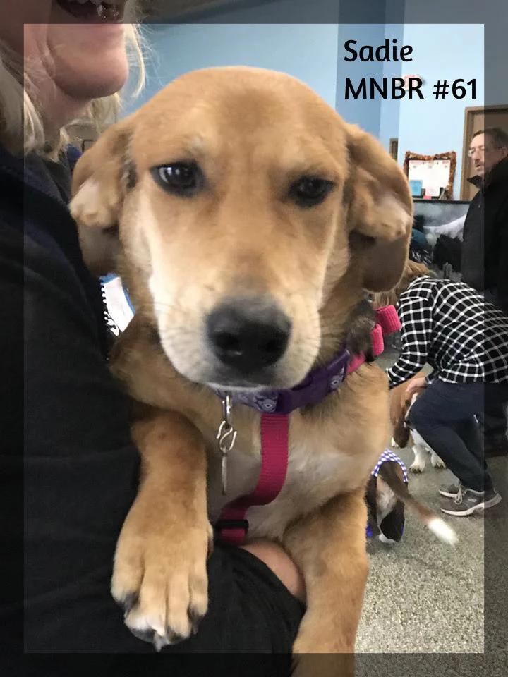 Sadie #61 Adopted.jpg