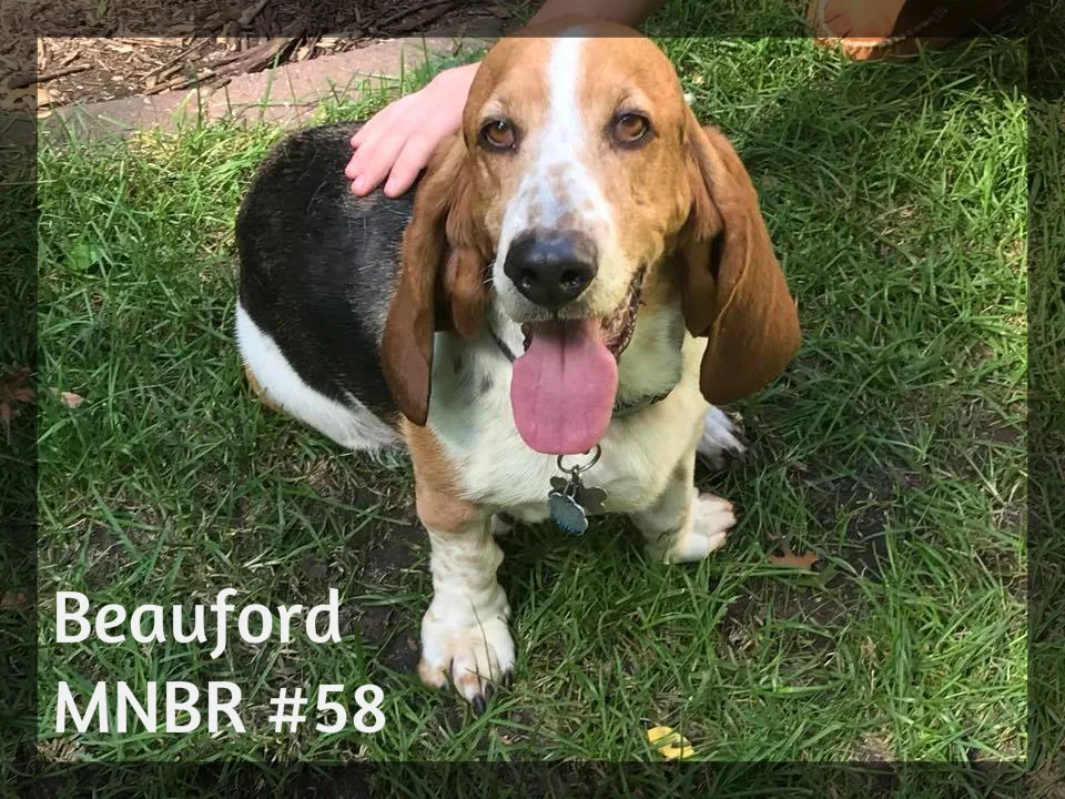Beuford #58 Adopted.jpg